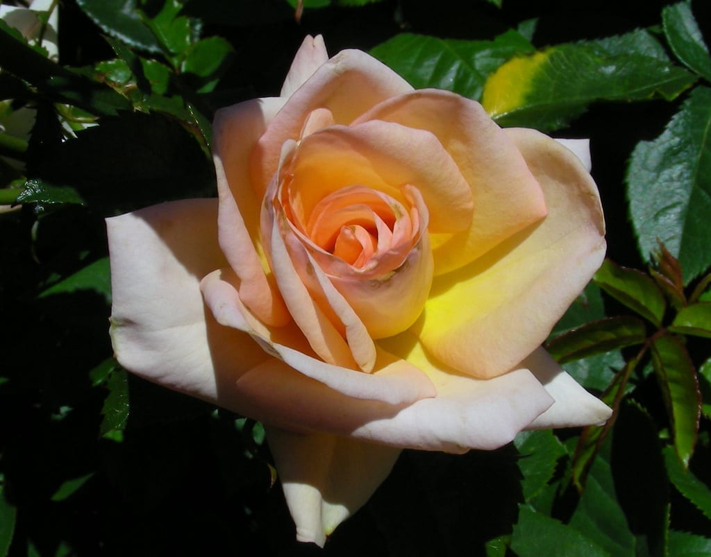Ishizuchi Junmai Ginjo Princess Michiko